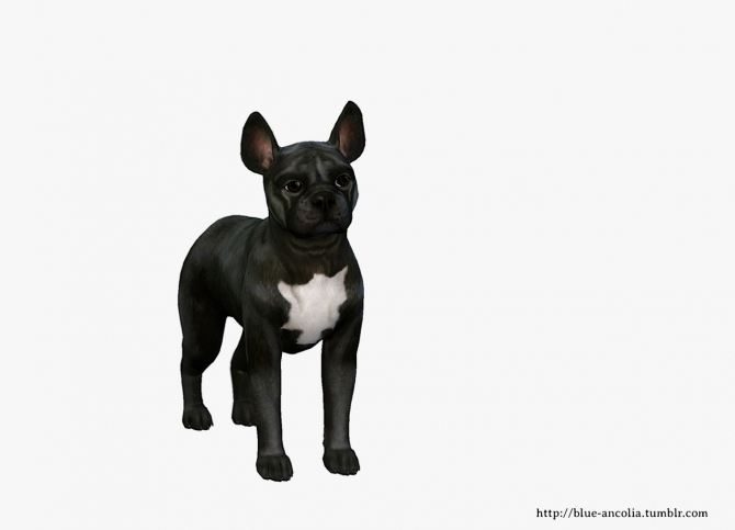 French Bulldog Makeover At Blue Ancolia Sims 4 Updates