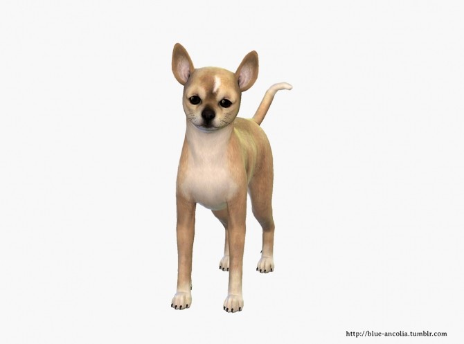 Sims 4 Chihuahua Makeover at Blue Ancolia