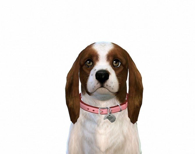 Sims 4 King Charles Spaniel dog makeover at Blue Ancolia