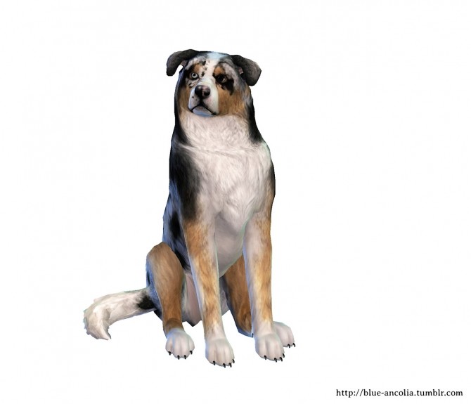 Sims 4 Australian Shepherd dog makeover at Blue Ancolia