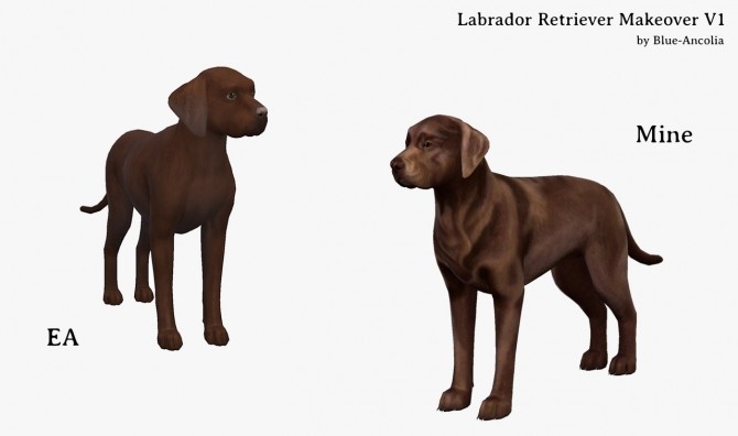 Sims 4 Labrador Retrievers Makeover at Blue Ancolia
