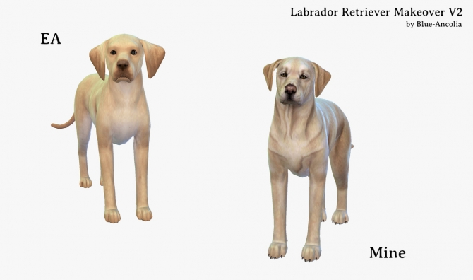 Labrador Retrievers Makeover At Blue Ancolia Sims 4 Updates