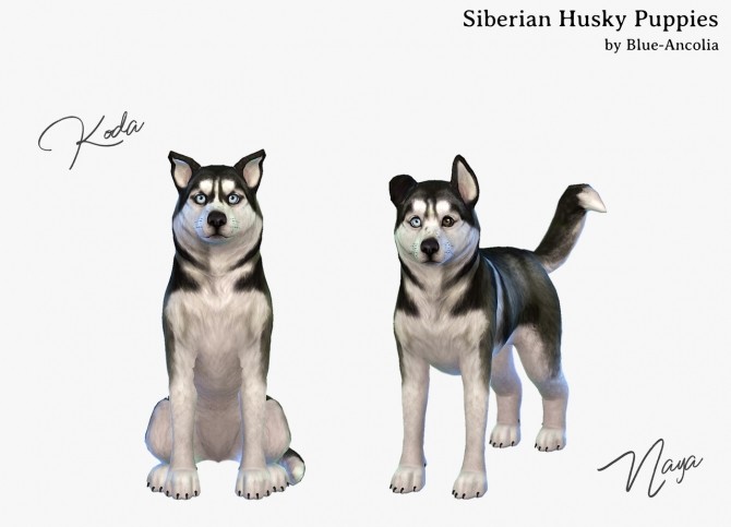 Sims 4 Siberian Husky puppies at Blue Ancolia
