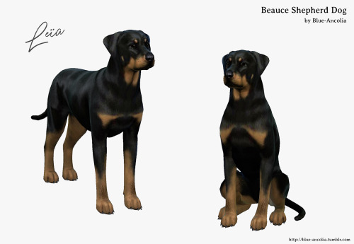 Sims 4 Beauce Shepherd at Blue Ancolia