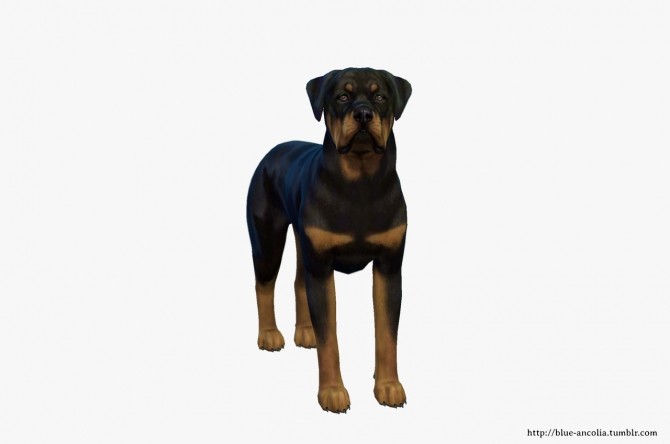 Sims 4 Rottweiler Makeover at Blue Ancolia