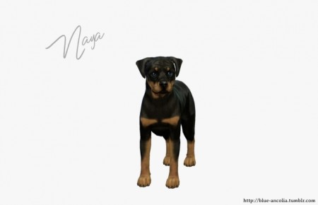 Naya Rottweiler puppy at Blue Ancolia