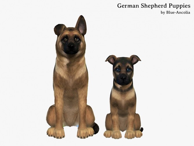 Sims 4 German Shepherd Puppies at Blue Ancolia