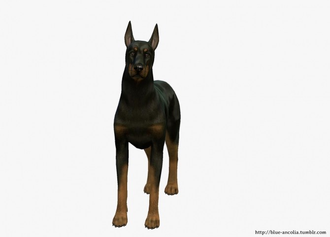 Sims 4 Dobermann Makeover at Blue Ancolia