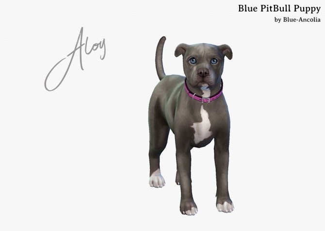 Sims 4 Aloy PitBull puppy at Blue Ancolia