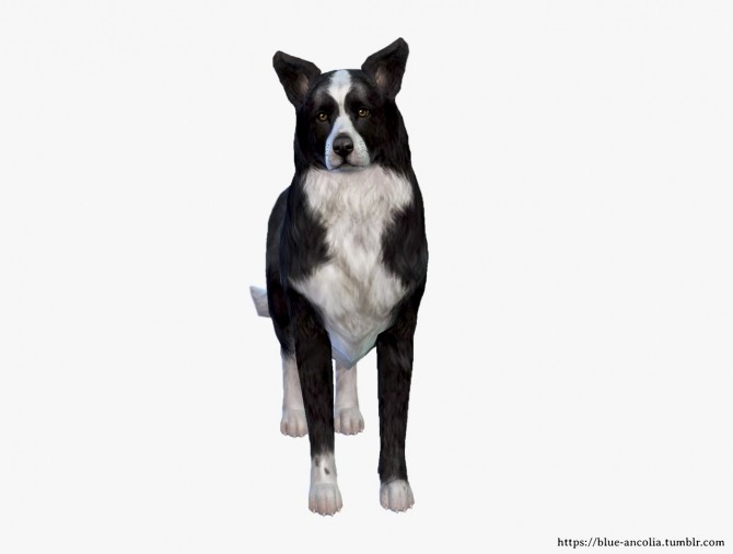 Sims 4 Border Collie Makeover at Blue Ancolia