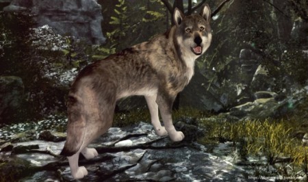 Nymeria high content wolfdog at Blue Ancolia