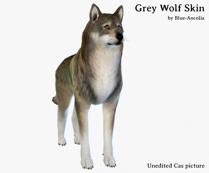Sims 4 Nymeria high content wolfdog at Blue Ancolia
