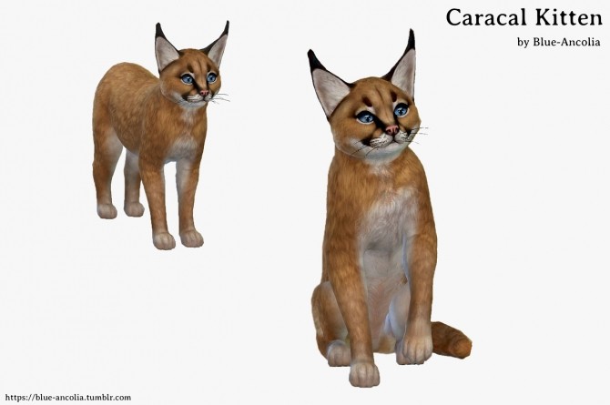 Sims 4 Caracal Kitten at Blue Ancolia