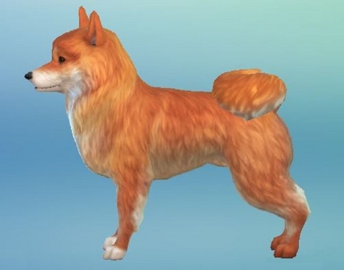 Sims 4 Finnish Spitz by ScientificallyCorrect82 at Mod The Sims