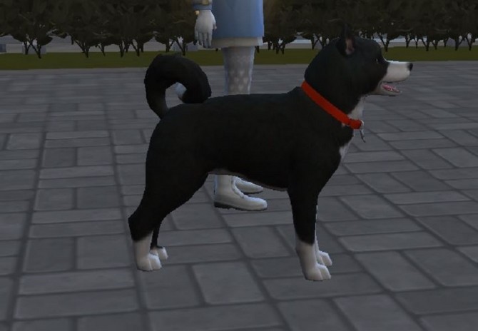 Sims 4 Karelian Bear Dog by ScientificallyCorrect82 at Mod The Sims