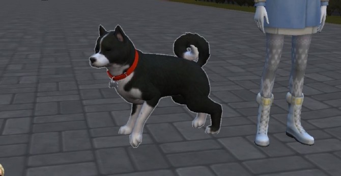 Sims 4 Karelian Bear Dog by ScientificallyCorrect82 at Mod The Sims