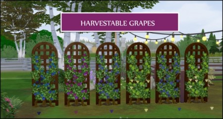 HARVESTABLE GRAPES 6 VARIETIES at Icemunmun