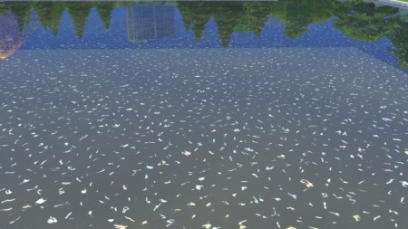 Confetti Pool Water by Teknikah at Mod The Sims