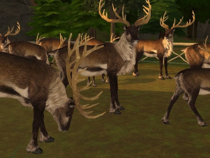 Sims 4 Lávvu Issát at KyriaT’s Sims 4 World
