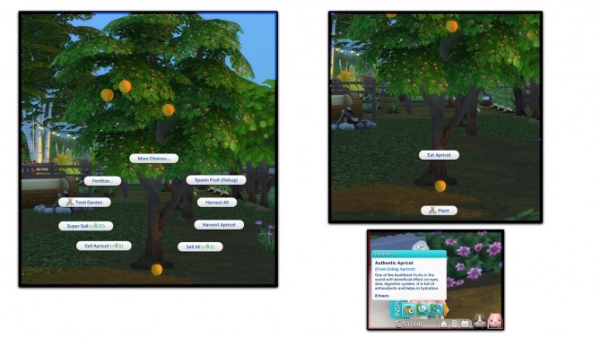 Sims 4 HARVESTABLE APRICOT at Icemunmun