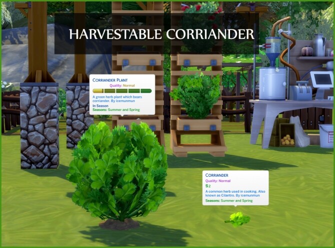 Sims 4 HARVESTABLE CORRIANDER / CILANTRO at Icemunmun