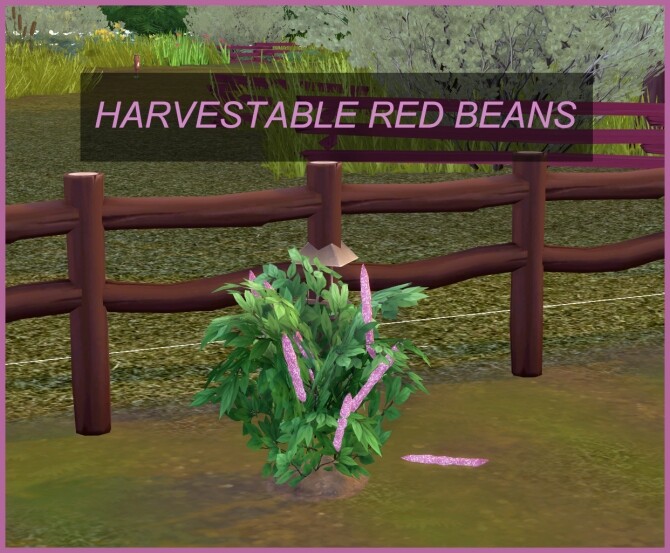Sims 4 RED BEAN HARVESTABLE (ADZUKI BEAN) at Icemunmun