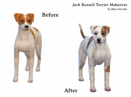 Jack Russell Terrier Makeover at Blue Ancolia