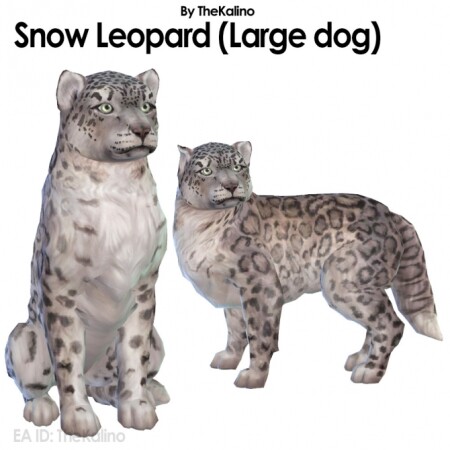 Snow Leopard 2.0 at Kalino
