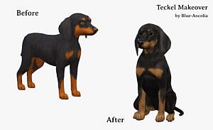 Dachshund dog makeover at Blue Ancolia
