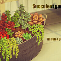 Succulent Gardening Set