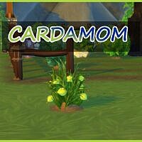 Harvestable Cardamom Sims 4