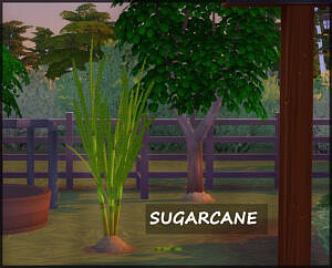 Harvestable Sugarcane