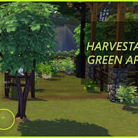 Harvestable Green Apple