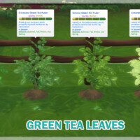 Harvestable Green Tea Leaves