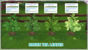 Harvestable Green Tea Leaves