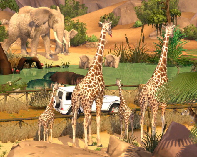 Sims 4 Go To Safari at Lily Sims