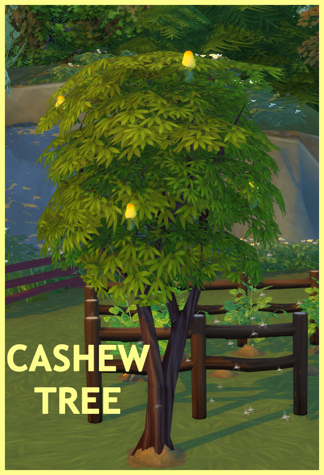 Sims 4 HARVESTABLE CASHEW TREE at Icemunmun
