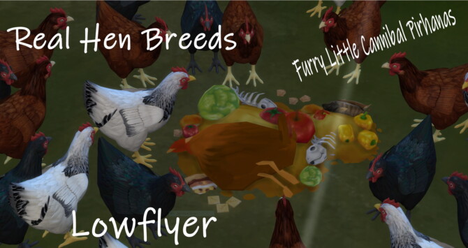 Sims 4 Three REAL hen breeds by lowflyer at Mod The Sims 4