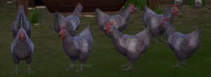 Lavender Orpington Hen by lowflyer at Mod The Sims 4