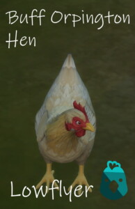 Real Breeds: Buff Orpington hen by lowflyer at Mod The Sims 4