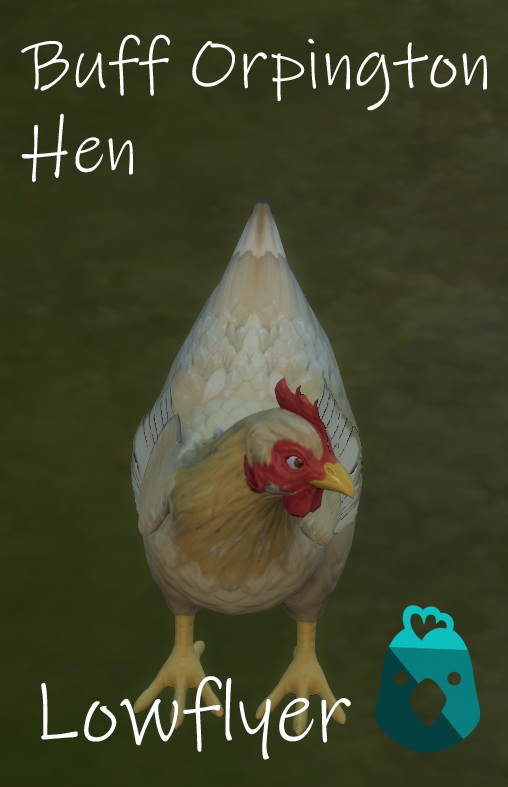 Sims 4 Real Breeds: Buff Orpington hen by lowflyer at Mod The Sims 4