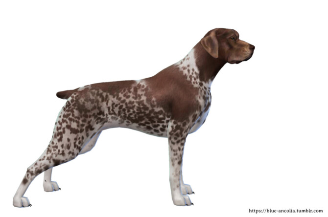 Sims 4 German Shorthaired Pointer Makeover at Blue Ancolia