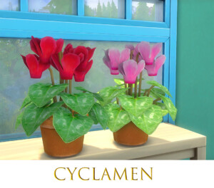 Cyclamen by pocci at Garden Breeze Sims 4