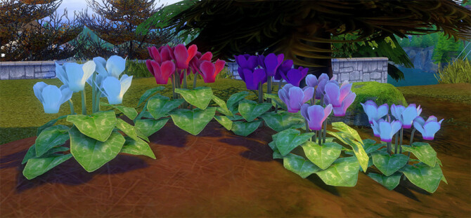 Sims 4 Cyclamen by pocci at Garden Breeze Sims 4