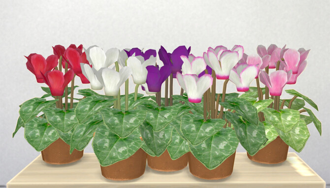 Sims 4 Cyclamen by pocci at Garden Breeze Sims 4