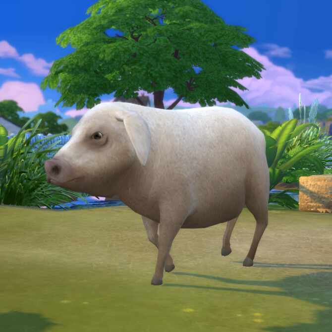 Sims 4 Wool Pig at Kalino